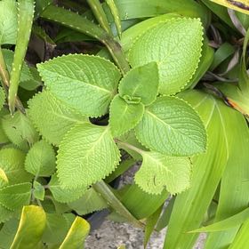 Photo of the plant species Dwarf Oregano by @AceOlneya91 named Orwell on Greg, the plant care app