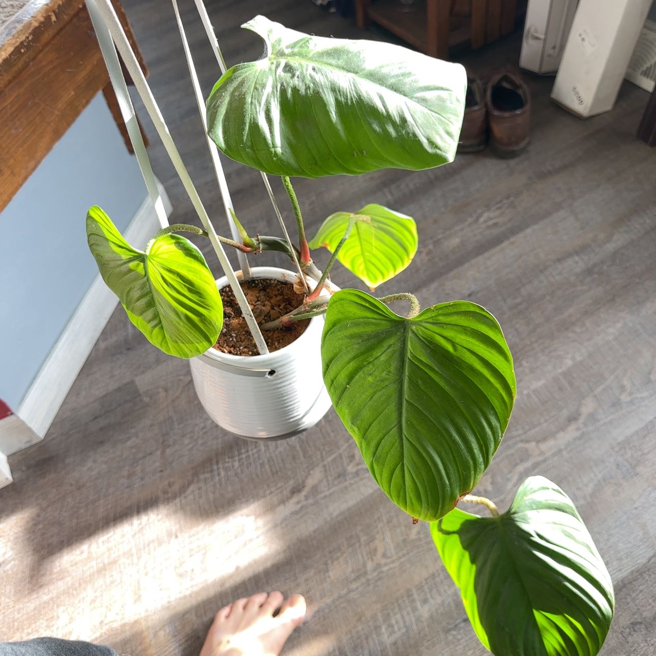 Philodendron nangaritense plant in a hanging pot with vibrant green leaves.