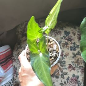 Photo of the plant species Syngonium 'Trileaf Wonder' by @Mango20209 named Fernie Mercury on Greg, the plant care app