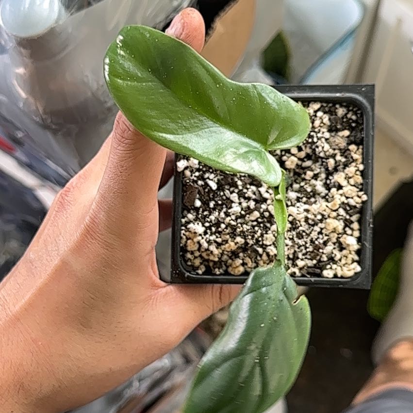 Philodendron panduriforme plant in a pot with visible soil, held by a hand.