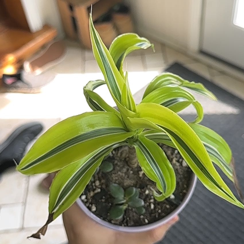 Lemon Surprise Snake Plant in a small pot with vibrant green and yellow variegated leaves.