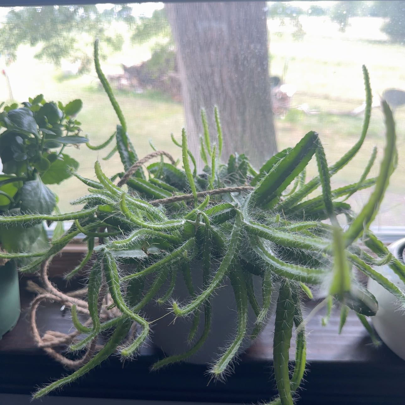 Dog Tail Cactus with long, slender stems in a pot on a windowsill, with other plants in the background.