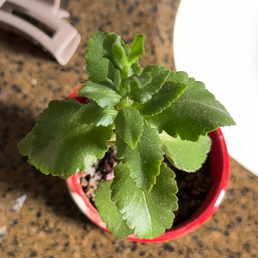 Photo of the plant species Kalanchoe blossfeldiana 'Creamed Scallops Variegata' by @CharmingMiro named Trey on Greg, the plant care app