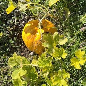 Photo of the plant species Pumpkin by @AvantgardeRosea named Ulysses S Plant on Greg, the plant care app