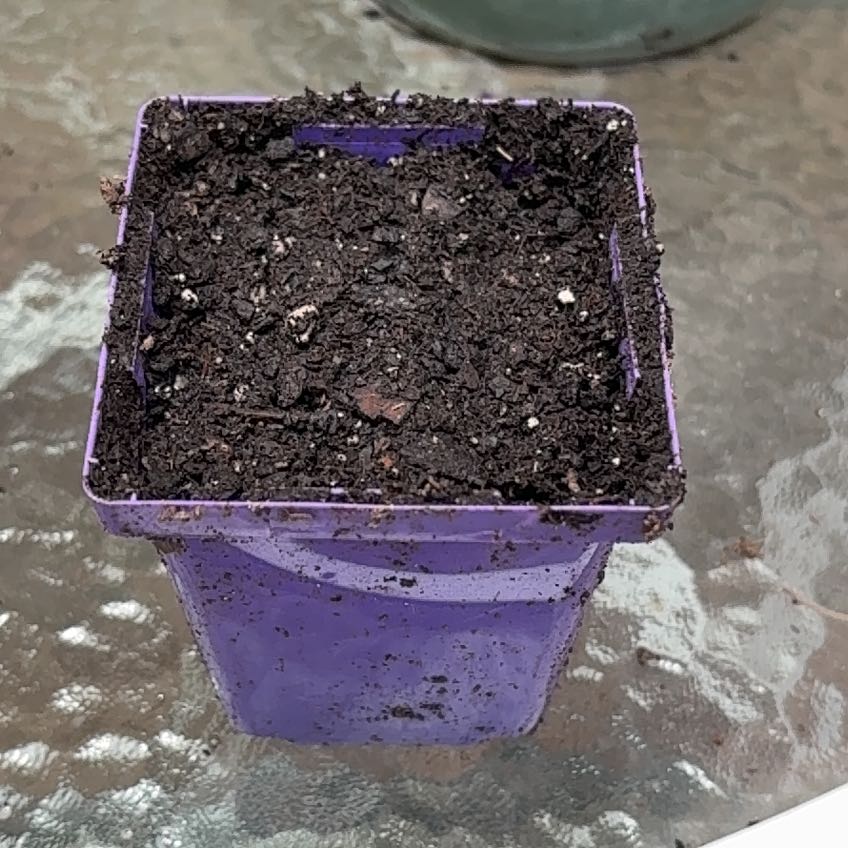Plant care for Red Vein Fittonia on Greg, the plant care app