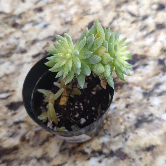 Photo of the plant species Sedeveria 'Fanfare' by @NimbleMachofern named Osmo on Greg, the plant care app