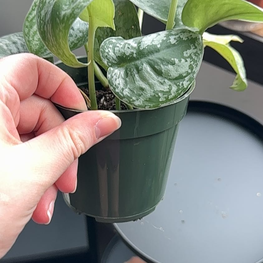 Photo of the plant species Scindapsus pictus 'Silver Splash' by @MarvelRedfir26 named Captain Plant-it on Greg, the plant care app