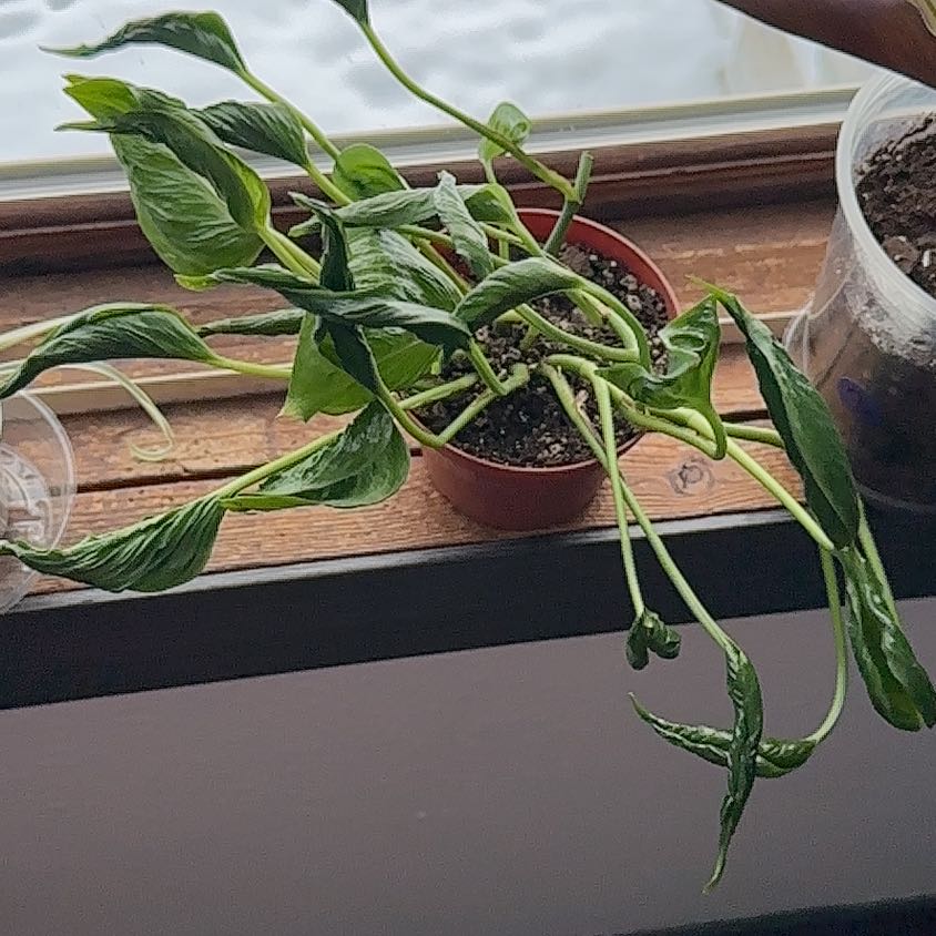 Photo of the plant species Shangri La by @MarvelRedfir26 named Maya on Greg, the plant care app