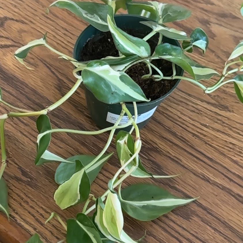 Photo of the plant species Philodendron 'Rio' by @MarvelRedfir26 named Fernie Saunders on Greg, the plant care app