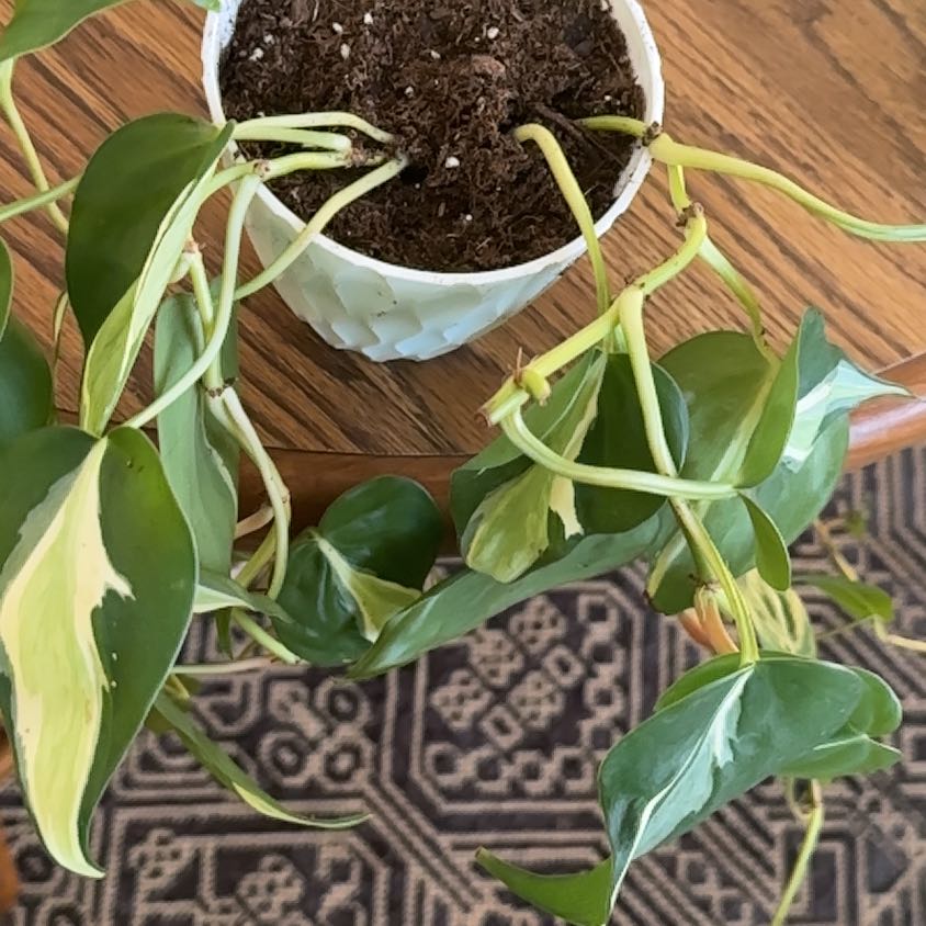 Photo of the plant species Philodendron 'Rio' by @MarvelRedfir26 named Orlando Bloom on Greg, the plant care app