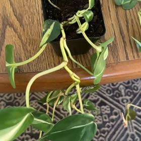 Photo of the plant species Philodendron 'Rio' by @MarvelRedfir26 named #1 on Greg, the plant care app