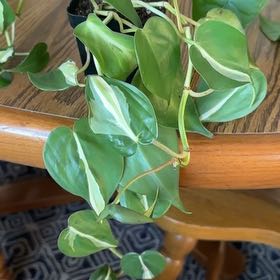 Photo of the plant species Philodendron 'Rio' by @MarvelRedfir26 named #2 on Greg, the plant care app