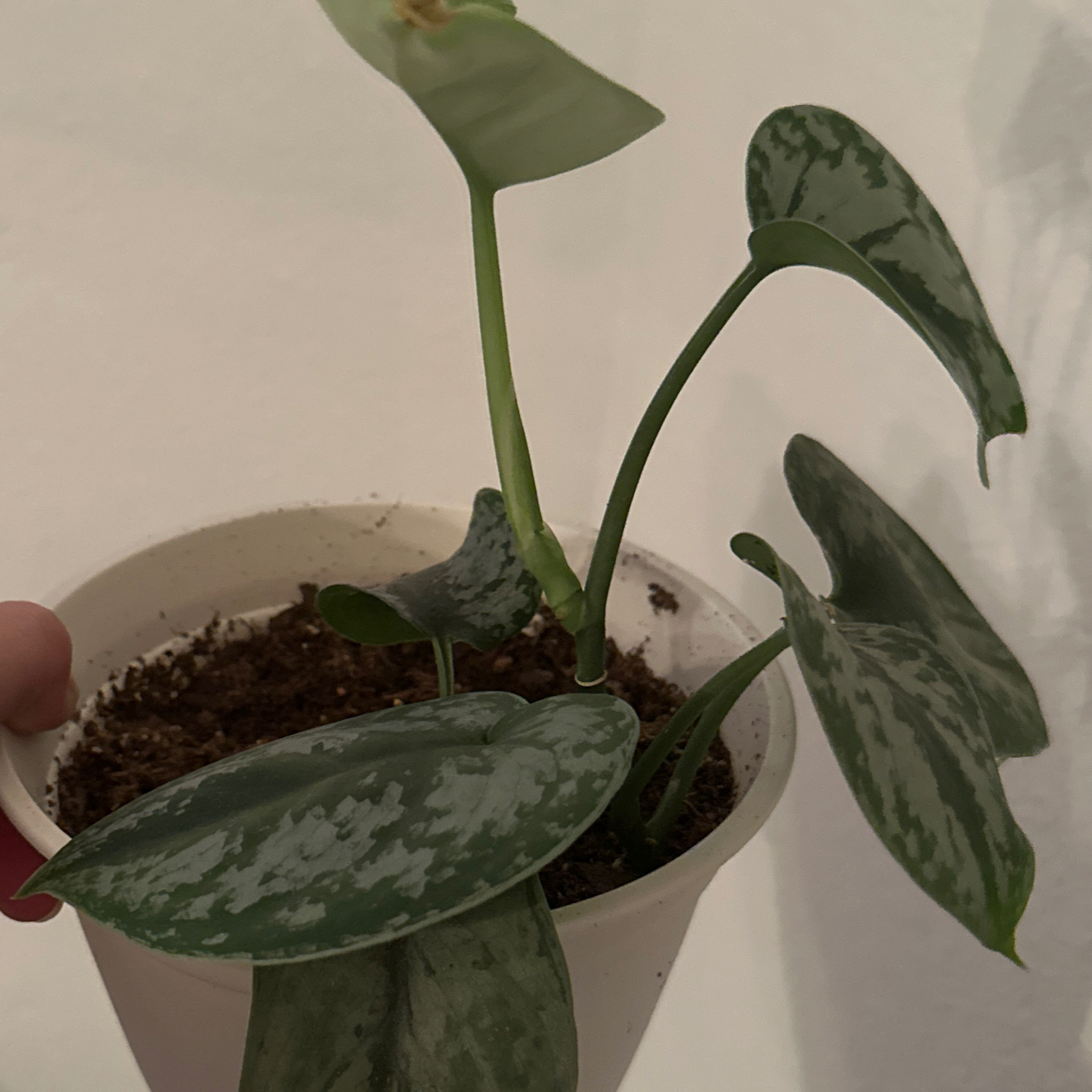 Photo of the plant species Scindapsus pictus 'Silver Splash' by @MarvelRedfir26 named Captain Plant-it on Greg, the plant care app