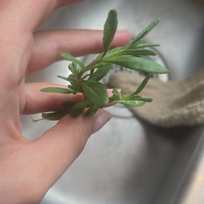 Photo of the plant species Lavendar by @MotherJade35 named Kylie on Greg, the plant care app