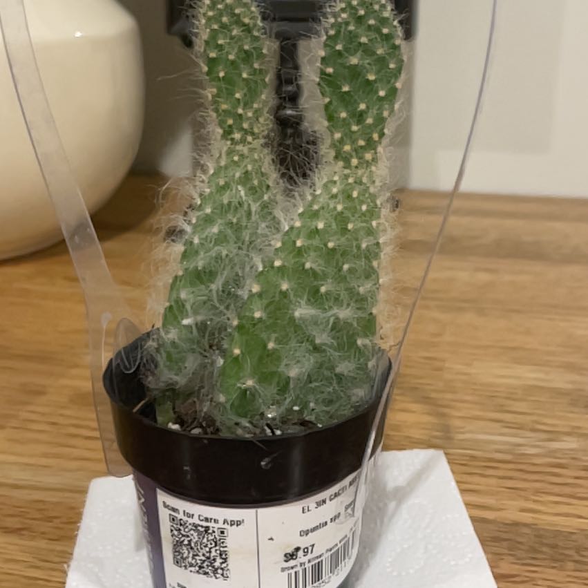 Photo of the plant species Snow Prickly Pear by @RadBirdcherry48 named Plato on Greg, the plant care app