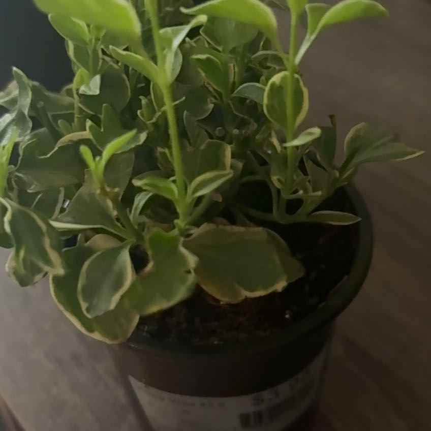 Photo of the plant species Expoflora by @TutorBucaneve86 named Yuki on Greg, the plant care app