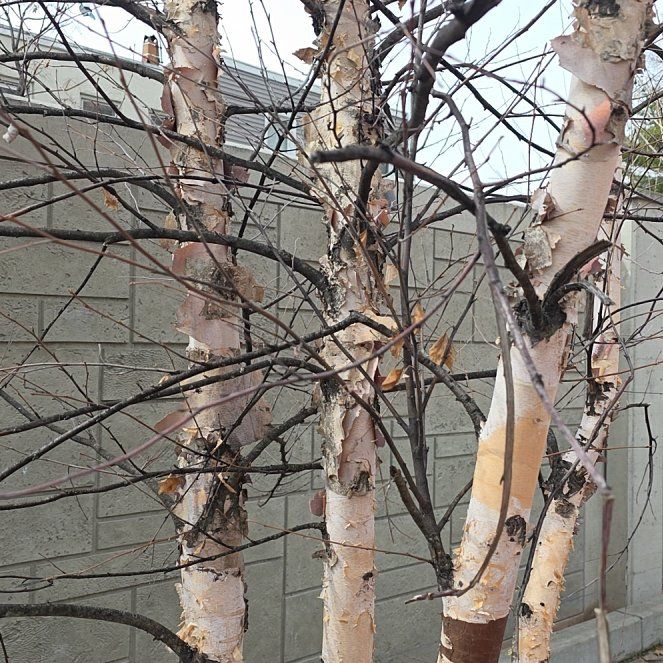 Photo of the plant species River Birch by @ArtisteRedcap named Tupot amaroot on Greg, the plant care app