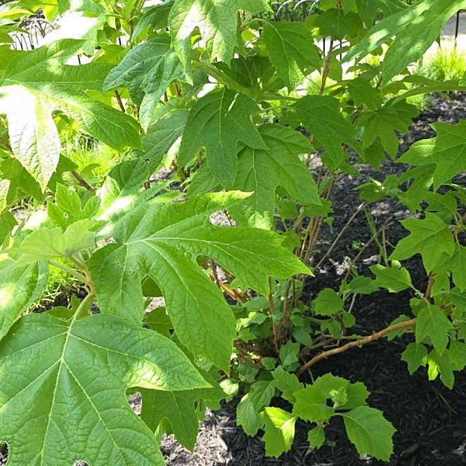 Photo of the plant species Oakleaf Hydrangea by @ArtisteRedcap named Beyonce on Greg, the plant care app