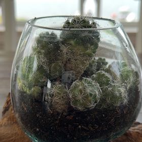 Photo of the plant species Missouri Foxtail Cactus by @Thayer named Navajo on Greg, the plant care app