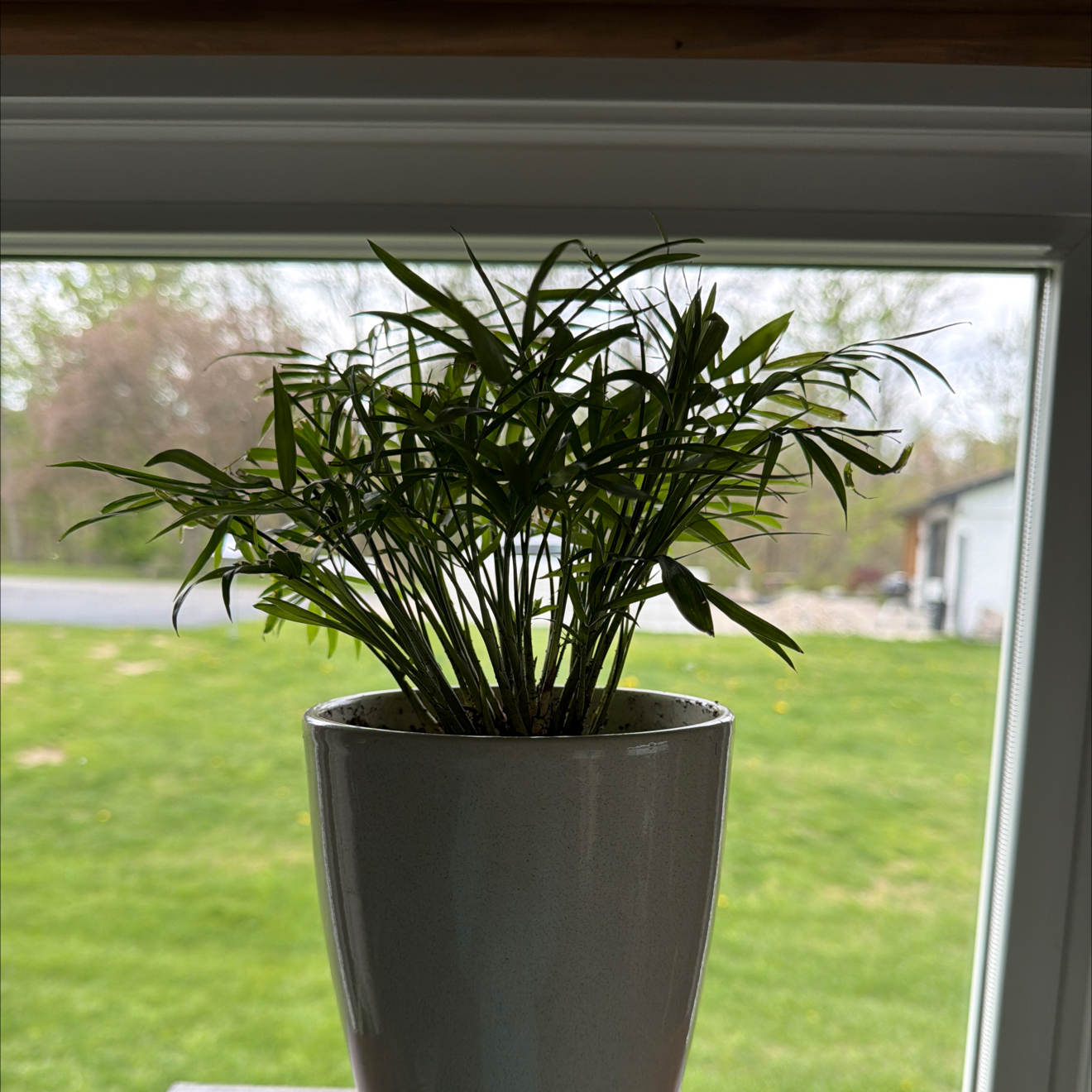 Photo of the plant species Chamaedorea by @Thayer named Harry on Greg, the plant care app