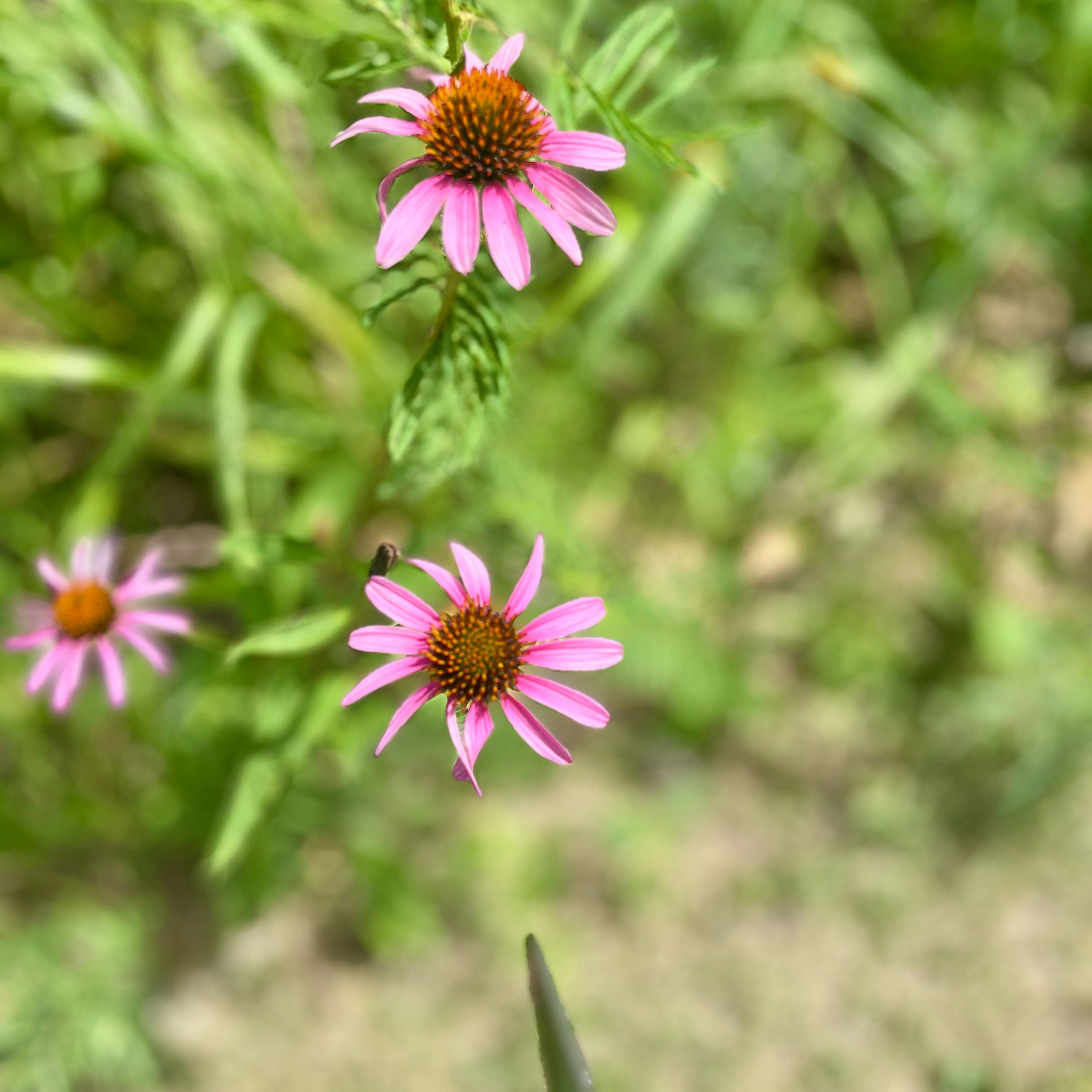 Photo of the plant species Purple Coneflower by @ZarfPawpaw72 named Tolkien on Greg, the plant care app