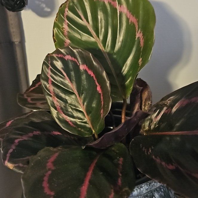 Photo of the plant species Calethea Dotty by @CertainRaspfern named Taylor Swift on Greg, the plant care app