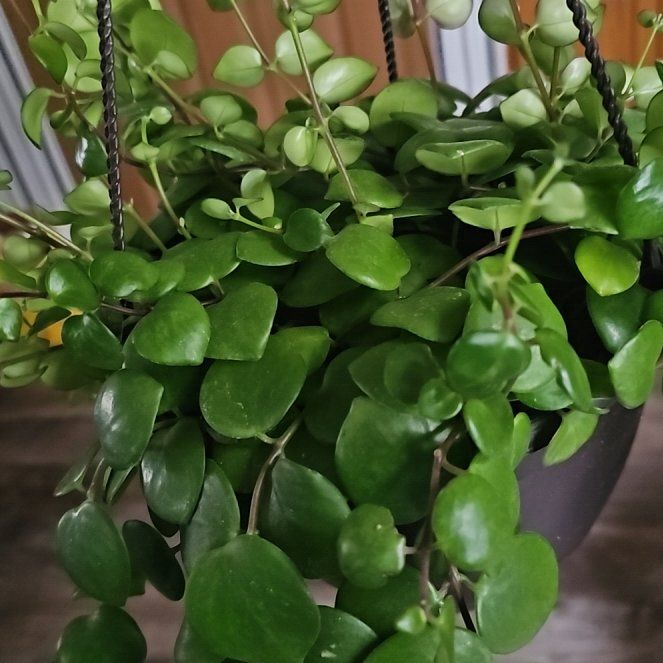 Photo of the plant species Aeschynanthus 'Thai Pink' by @CertainRaspfern named Bella on Greg, the plant care app