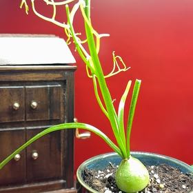 Photo of the plant species Climbing Onion by @PunchyRhodora13 named Delilah on Greg, the plant care app