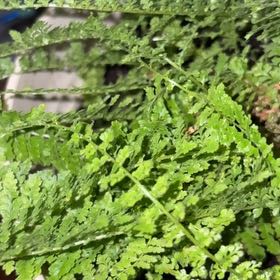 Photo of the plant species Green Spleenwort by @SagePapaya7 named Beckham on Greg, the plant care app