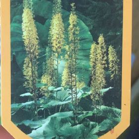 Photo of the plant species Ligularia 'Bottle Rocket' by @WellreadPawpaw named Xena on Greg, the plant care app