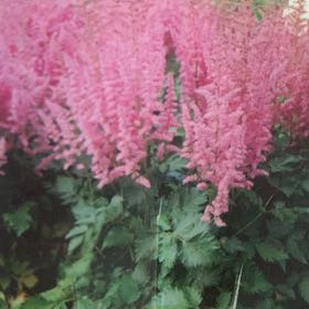 Photo of the plant species Astilbe 'Pink' by @WellreadPawpaw named Captain Plant-it on Greg, the plant care app