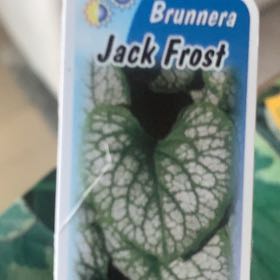 Photo of the plant species Brunnera by @WellreadPawpaw named Queen on Greg, the plant care app