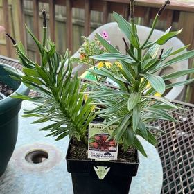 Photo of the plant species Asiatic Lily by @CozySquash34 named Harmony on Greg, the plant care app