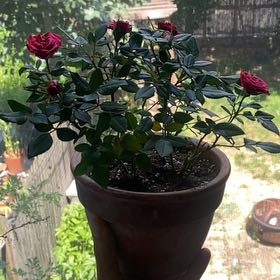 Photo of the plant species Mini Rose by @PropitiousSedum named Mimosa on Greg, the plant care app