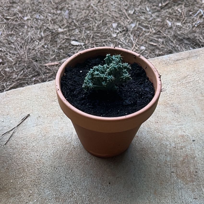 Photo of the plant species Euphorbia enopla coral by @AscendantMint89 named Bella on Greg, the plant care app