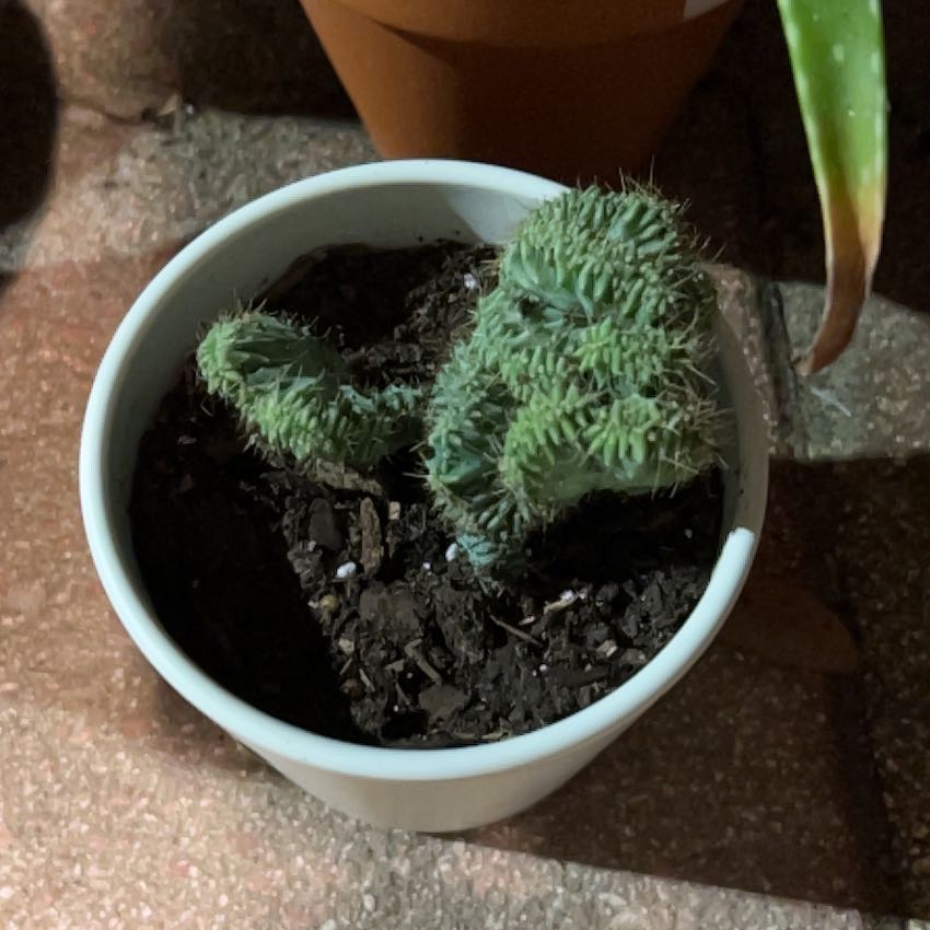 Photo of the plant species Crested Elkhorn by @AscendantMint89 named Sonora on Greg, the plant care app