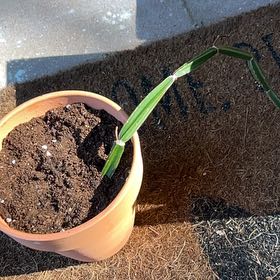 Photo of the plant species Veldt Grape 'Album' by @AscendantMint89 named Rosa on Greg, the plant care app