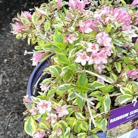 Photo of the plant species Weigela florida by @ElderRosea0 named Rainier on Greg, the plant care app