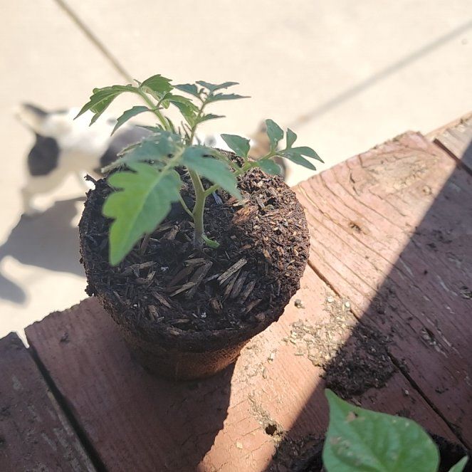 Photo of the plant species Tomato 'Super Sweet 100' by @WinSoursop66 named Fernie Saunders on Greg, the plant care app