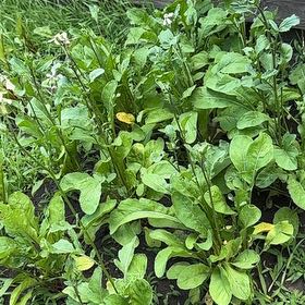 Photo of the plant species arugula by @DinkumNeslia85 named da Vinci on Greg, the plant care app
