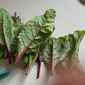 Photo of the plant species Swiss Chard by @DinkumNeslia85 named Keanu Leaves on Greg, the plant care app