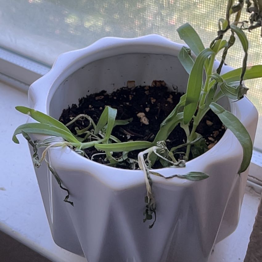 Photo of the plant species Perfoliate Baby's-Breath by @WinBogbean34 named Anne on Greg, the plant care app