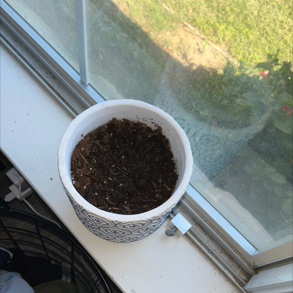 Photo of the plant species Asian Forget-Me-Not by @WinBogbean34 named Morgan on Greg, the plant care app