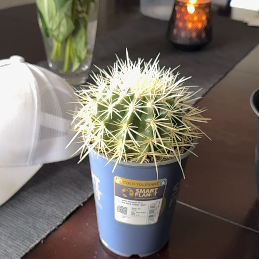 Photo of the plant species Opuntia microdasys albata by @HonestTule78 named King Cactus on Greg, the plant care app