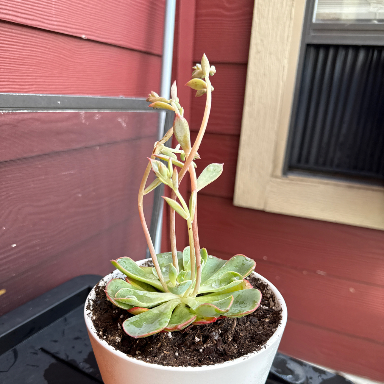 Photo of the plant species Echeveria Raindrop by @FreeQueenstears named Sahara on Greg, the plant care app