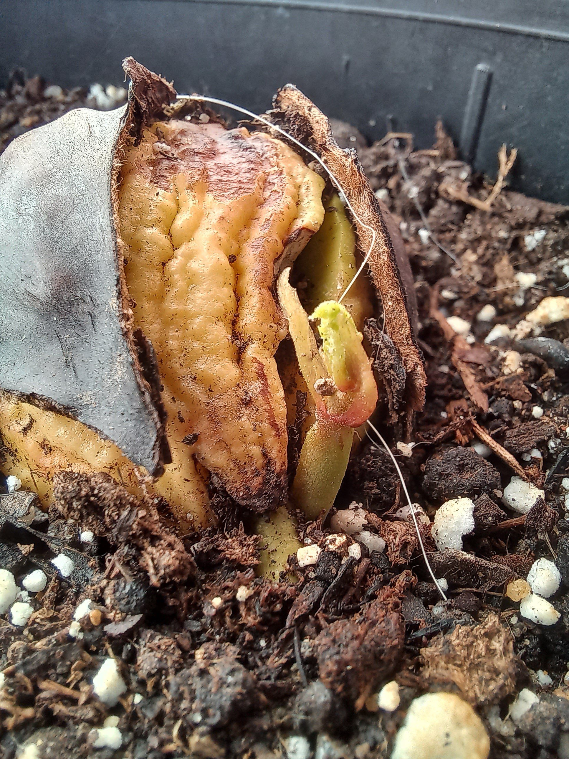 Photo of the plant species Spanish Chestnut by @GorgeousOnion54 named Fernie Mac on Greg, the plant care app