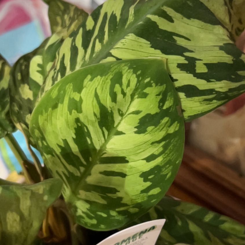 Photo of the plant species Camouflage plant by @HandyPeanut33 named Zion on Greg, the plant care app