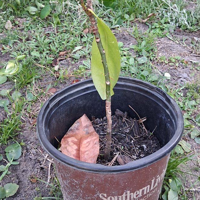 Photo of the plant species Magnolia by @HardyLargethyme named Gregarious on Greg, the plant care app