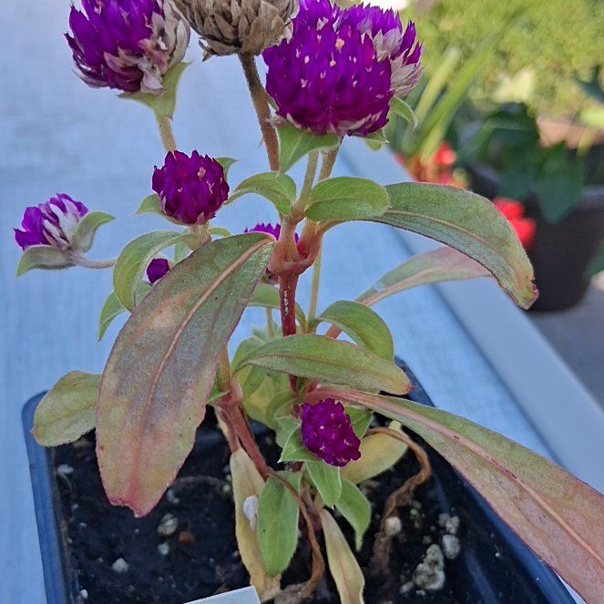 Photo of the plant species Gomphrena by @HardyLargethyme named Daphne on Greg, the plant care app