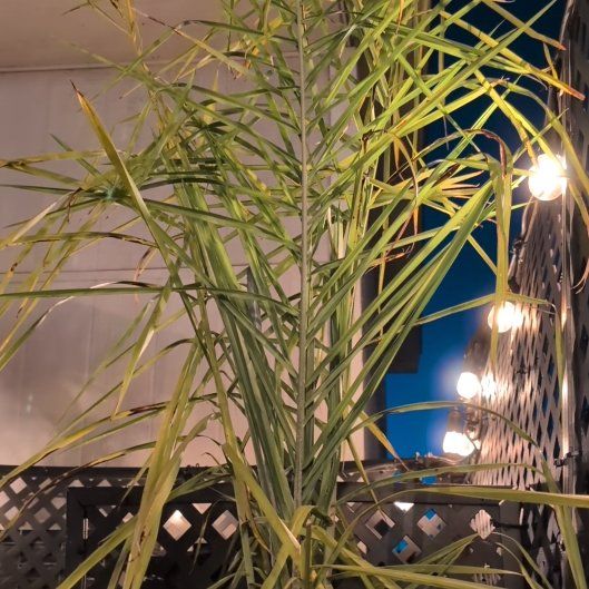Photo of the plant species Syagrus Romanzoffiana by @RelievedCamphor named Curie on Greg, the plant care app